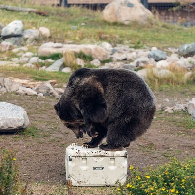 Lifetime 65-Quart High Performance Cooler