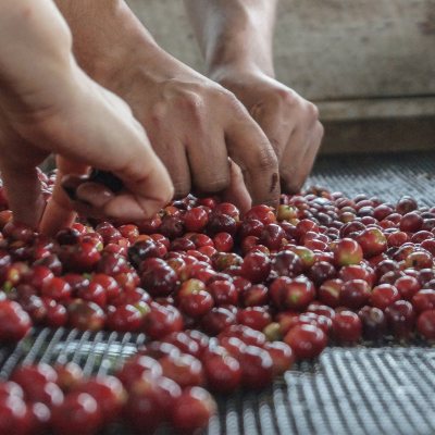 Member's Mark Donut Shop Medium Roast Ground Coffee, 40 oz.