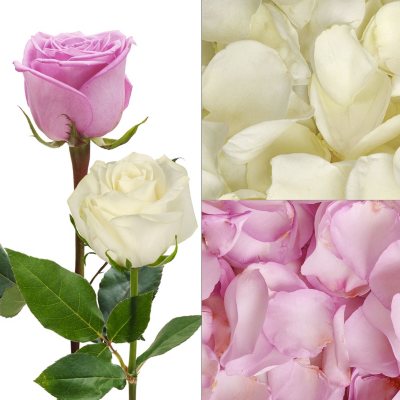 Roses and Petals Combo, White (75 stems and 2,000 petals)