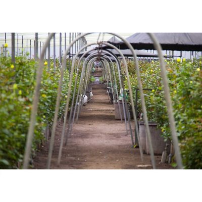 Member's Mark Rose Bouquet and Vase, 100 stems, Choose color variety