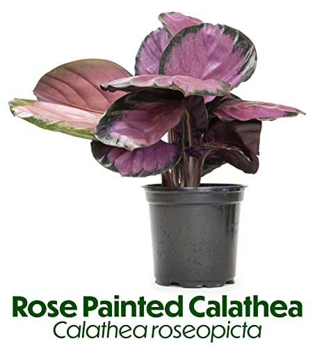 Calathea Prayer Plants Live House Plants Kit (4 PK), Calathea Plant Live Indoor Plants Live Houseplants, Live House Plants Indoors Live Plants Indoor, Live Indoor House Plants Live by Plants for Pets