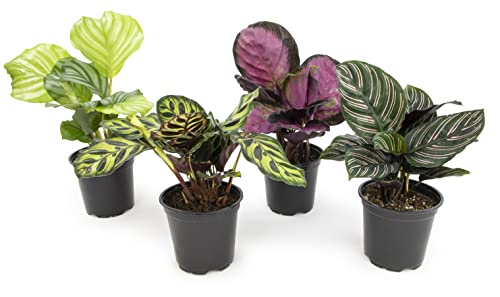 Calathea Prayer Plants Live House Plants Kit (4 PK), Calathea Plant Live Indoor Plants Live Houseplants, Live House Plants Indoors Live Plants Indoor, Live Indoor House Plants Live by Plants for Pets