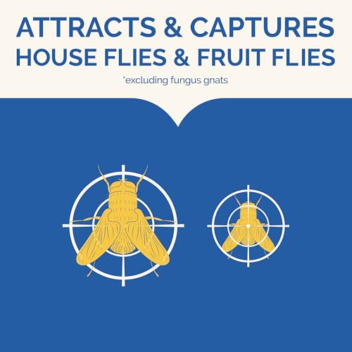 Hot Shot Flying Insect Trap, Discreet, Trap Attracts and Captures House Flies and Fruit Flies, 24/7 Continuous Attraction, No Plug-in Or Electricity Needed, 6 Count