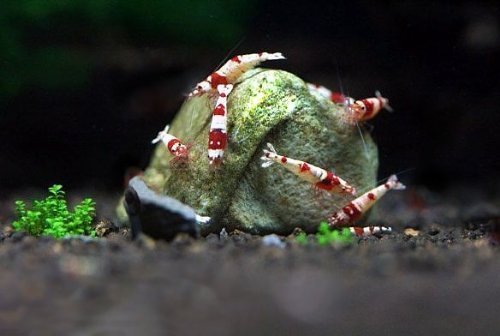 SunGrow Shrimp Rocks, Calcium, Magnesium Rocks for Crayfish, Hermit Crab, Snails, Crustacean Care, Aquarium Decor for Crystal Red, Amano and Ghost Shrimps, Nano Tank Accessories, Fish Tank Supplies