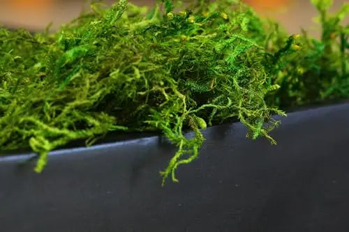SuperMoss (25320) Forest Moss Preserved, Fresh Green, 2oz