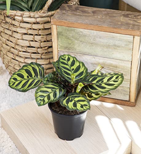 Calathea Prayer Plants Live House Plants Kit (4 PK), Calathea Plant Live Indoor Plants Live Houseplants, Live House Plants Indoors Live Plants Indoor, Live Indoor House Plants Live by Plants for Pets