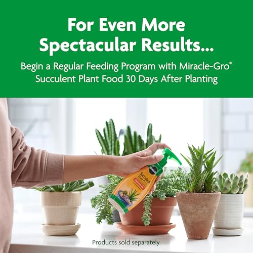 Miracle-Gro Cactus, Palm and Citrus Potting Mix, for Indoor or Outdoor Potted Plants, Great for Succulents, 8 qt., 2-Pack