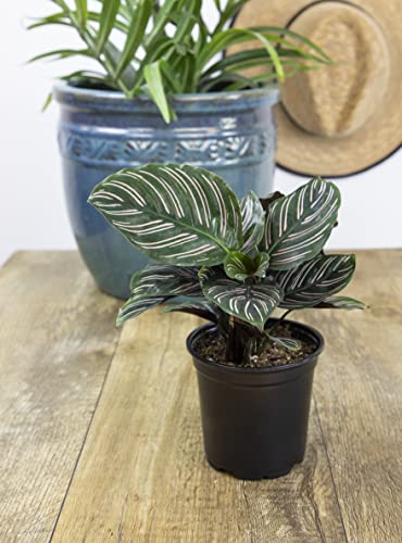 Calathea Prayer Plants Live House Plants Kit (4 PK), Calathea Plant Live Indoor Plants Live Houseplants, Live House Plants Indoors Live Plants Indoor, Live Indoor House Plants Live by Plants for Pets