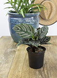 Calathea Prayer Plants Live House Plants Kit (4 PK), Calathea Plant Live Indoor Plants Live Houseplants, Live House Plants Indoors Live Plants Indoor, Live Indoor House Plants Live by Plants for Pets