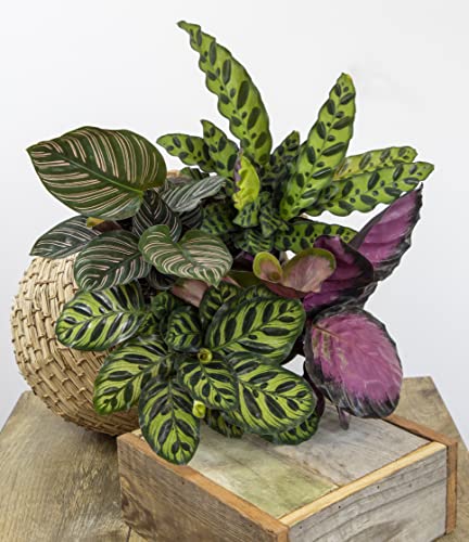 Calathea Prayer Plants Live House Plants Kit (4 PK), Calathea Plant Live Indoor Plants Live Houseplants, Live House Plants Indoors Live Plants Indoor, Live Indoor House Plants Live by Plants for Pets