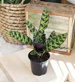 Calathea Prayer Plants Live House Plants Kit (4 PK), Calathea Plant Live Indoor Plants Live Houseplants, Live House Plants Indoors Live Plants Indoor, Live Indoor House Plants Live by Plants for Pets