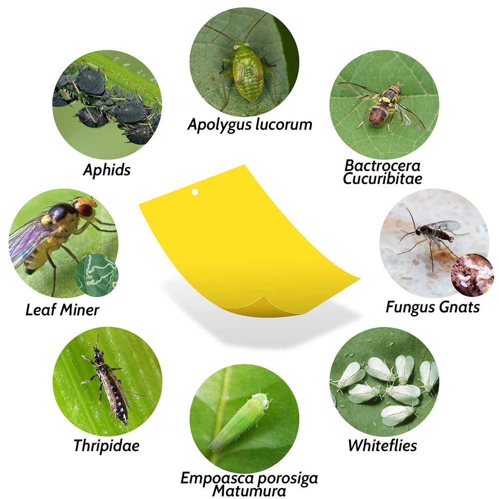 Kensizer 20-Pack Fruit Fly Trap, Yellow Sticky Gnat Traps Killer for Indoor/Outdoor Flying Plant Insect Like Fungus Gnats, Whiteflies, Aphids, Leaf Miners - 6x8 in, Twist Ties Included