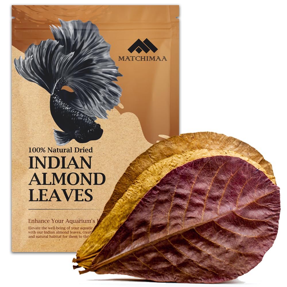 Premium Indian Almond Leave. Aquarium Decorations Size 6-9" Pack 50g(20-25 Leaves). Catappa Leaves Rich in Tannin. Superb to be Health Better, Vitality, Succesful Breeding! of Shrimp & Betta Fish Tank