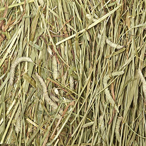 Kaytee Wafer Cut All Natural Timothy Hay for Pet Guinea Pigs, Rabbits & Other Small Animals, 60 Ounce
