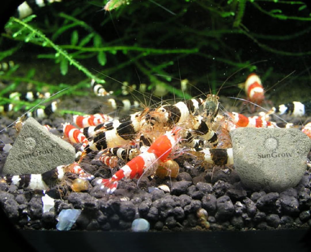 SunGrow Shrimp Rocks, Calcium, Magnesium Rocks for Crayfish, Hermit Crab, Snails, Crustacean Care, Aquarium Decor for Crystal Red, Amano and Ghost Shrimps, Nano Tank Accessories, Fish Tank Supplies