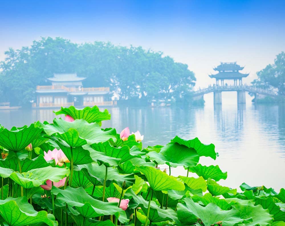 Ficoszo 30PCS Bowl Lotus Seeds Bonsai Lotus Seeds for Planting Water Lily Flower Aquatic Plants Seed Pond Plants Non GMO Home Garden Plant Seed Flowering Aquatic Bonsai Plant (Nelumbo)