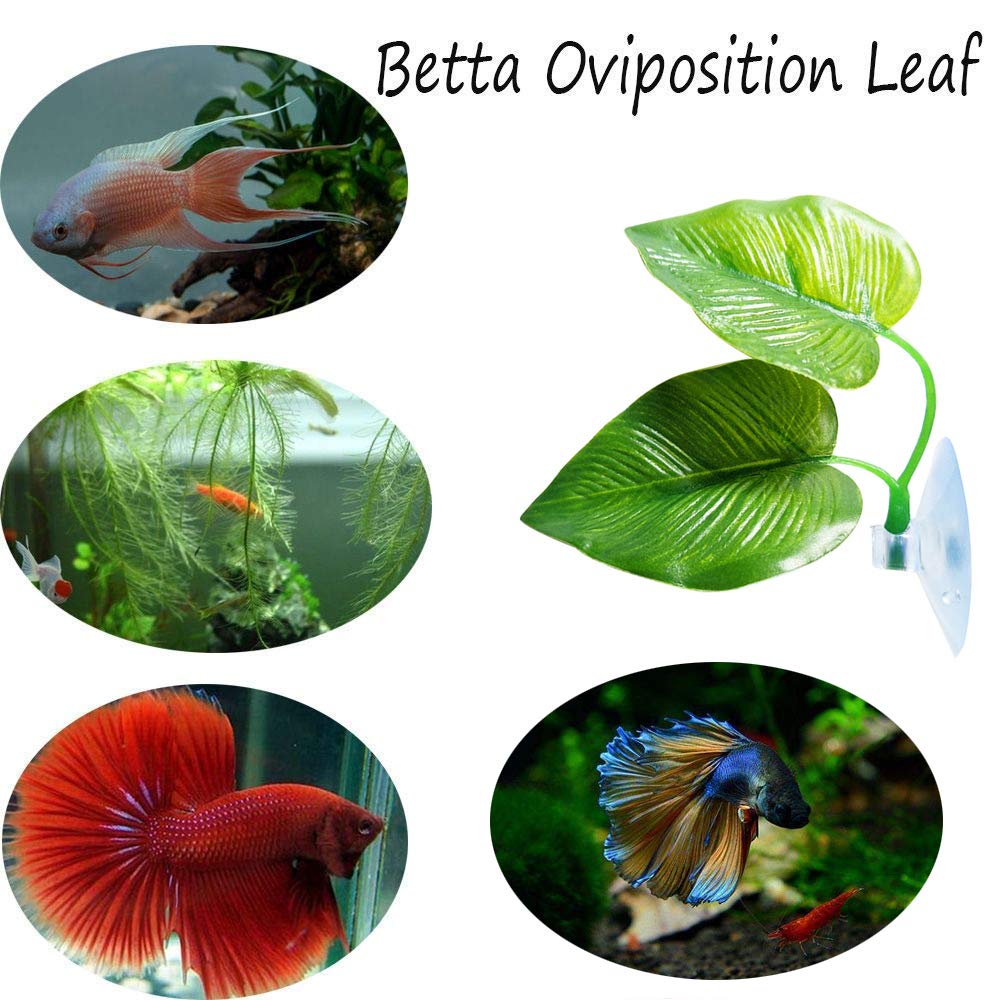 CousDUoBe 2 Pack Betta Fish Leaf Pad Improves Betta's Health by Simulating The Natural Habitat - Natural, Organic, Comfortable Rest Area for Fish Aquarium Ornaments