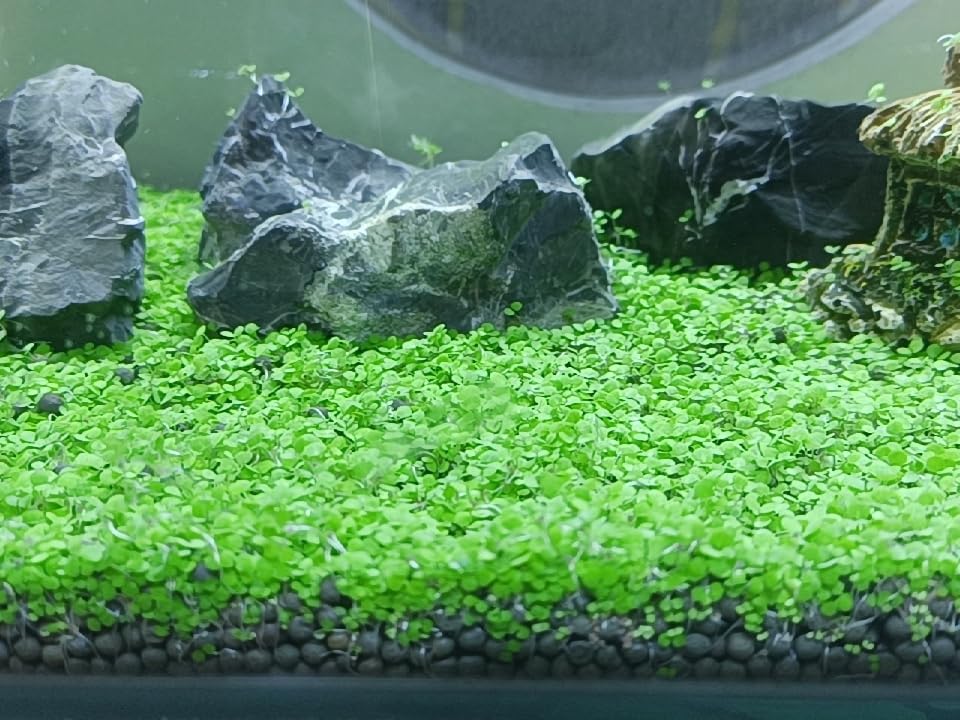 4 Pack Aquarium Plant S.e.e.ds, no Artificial Plastic Plant, Fish Tank Live Grass for All Substrate (0.36ozTiny+0.36oz Long+0.36oz Short+0.36oz Big Dual) ZQV-005