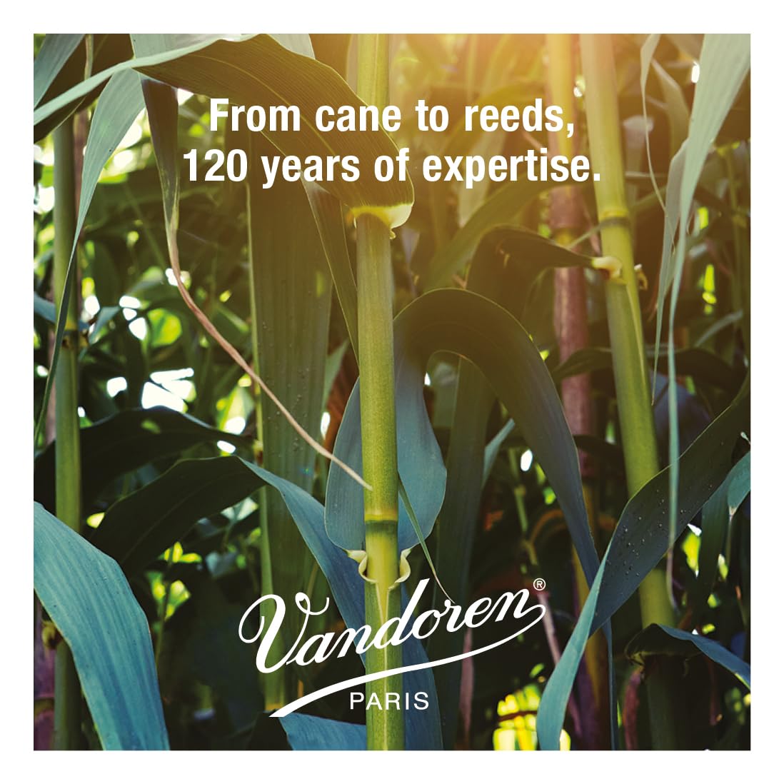 Vandoren CR123 Bass Clarinet Traditional Reeds Strength 3; Box of 5