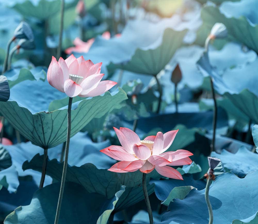 Ficoszo 30PCS Bowl Lotus Seeds Bonsai Lotus Seeds for Planting Water Lily Flower Aquatic Plants Seed Pond Plants Non GMO Home Garden Plant Seed Flowering Aquatic Bonsai Plant (Nelumbo)