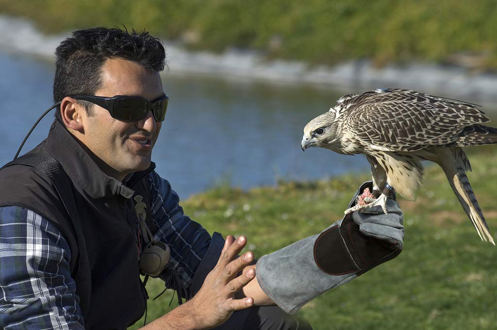 RAPICCA Animal Handling Gloves Bite Proof Double Leather Reinforced Padding Dog,Cat Scratch,Bird Handling Falconry Gloves Grabbing Reptile Squirrel Snake Bite 16in Grey-Black