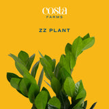 Costa Farms ZZ Plant, Live Indoor Houseplant in Modern Decor Planter, Natural Air Purifier in Potting Soil, Gift for Plant Lovers, Birthday Gift, Tabletop Living Room Decor, Desk Decor, 12-Inches Tall