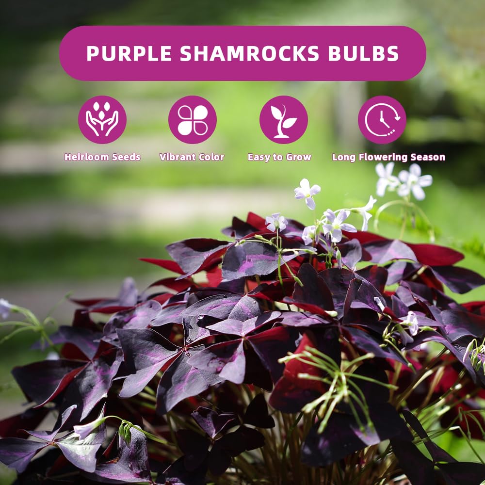 20PCS Purple Shamrocks Bulbs Good Luck Plant Oxalis Bulbs for Planting Indoor or Outdoor Oxalis Triangularis Bulb