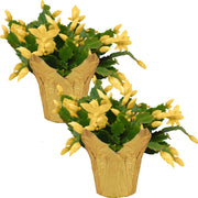 Live Flowering Thanksgiving/Christmas Cactus - Yellow (2 Plants Per Pack) - (Zygocactus) Beautiful Holiday DÃÂ©cor - 5" Tall by 5" Wide in 1 Pt Pot with Deco Cover