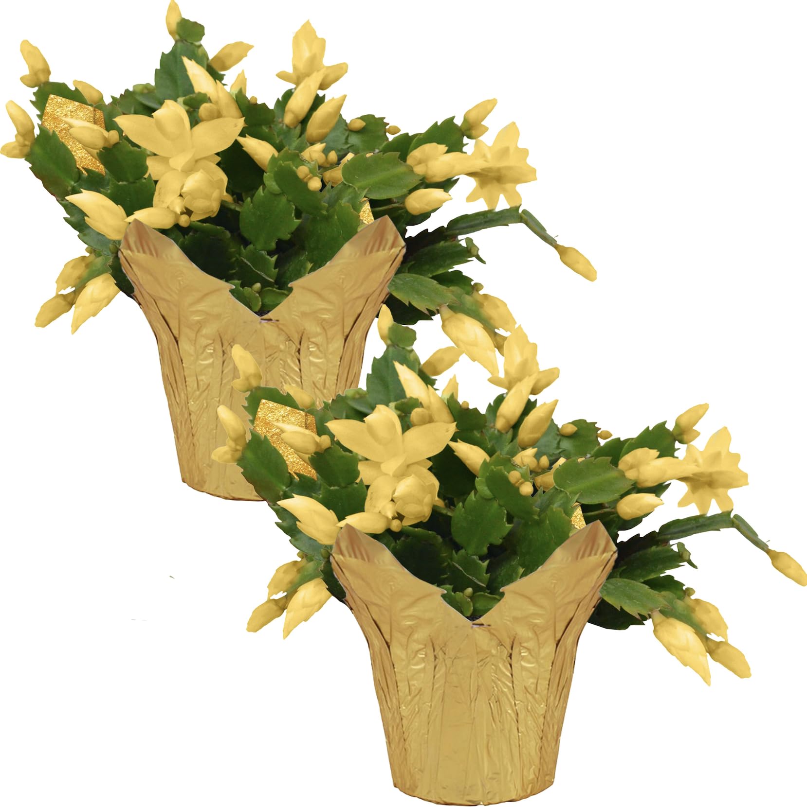 Live Flowering Thanksgiving/Christmas Cactus - Yellow (2 Plants Per Pack) - (Zygocactus) Beautiful Holiday DÃÂ©cor - 5" Tall by 5" Wide in 1 Pt Pot with Deco Cover