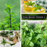 Sow Right Seeds - Mint Seed for Planting - Non-GMO Heirloom Packet with Instructions to Plant an Herbal Tea Garden - Indoors or Outdoor - Perennial and Fragrant - Hydroponics and Kitchen Gardening (1)