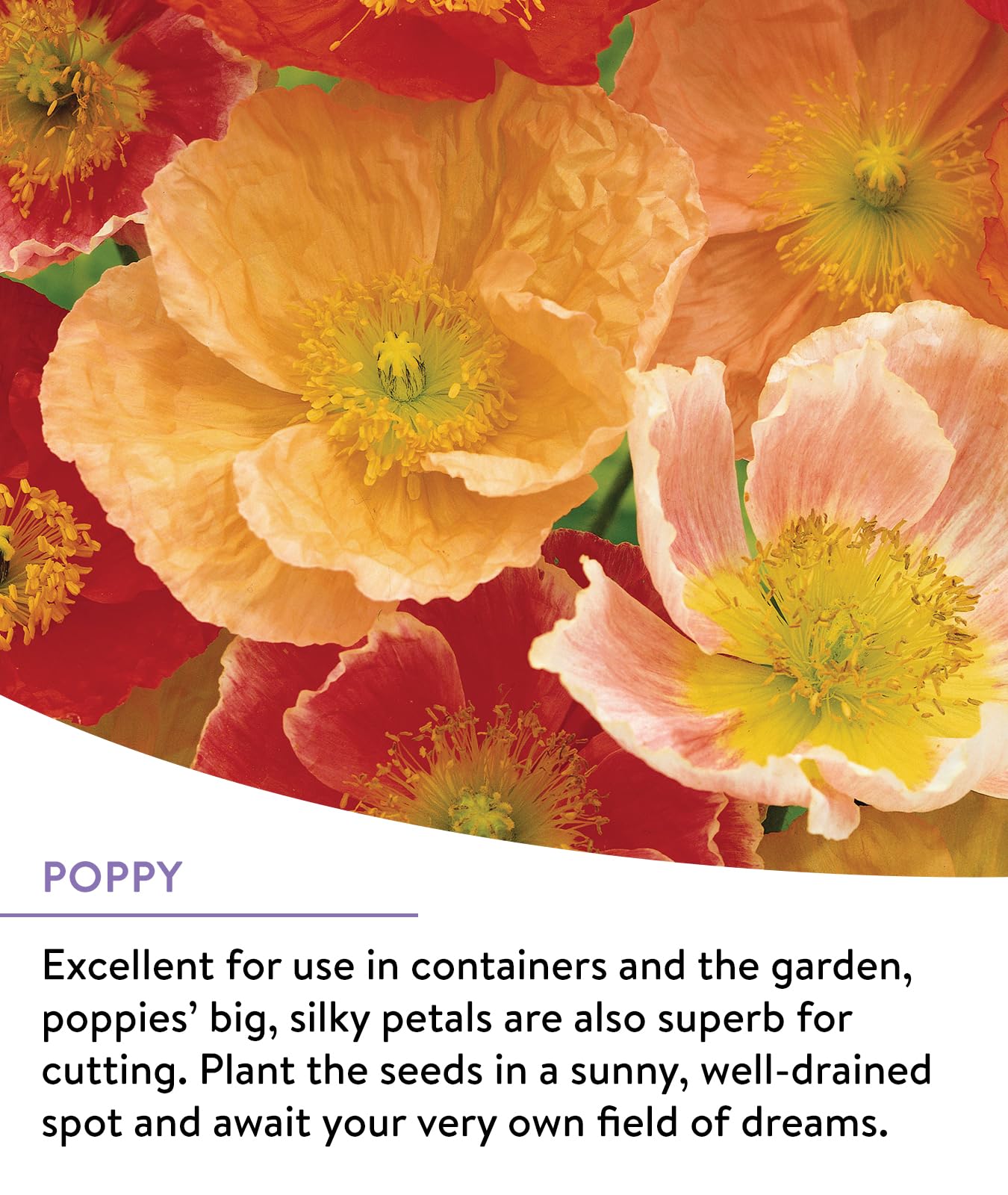 Burpee Wildflower 25,000 Bulk, 1 Bag | 18 Varieties of Non-GMO Flower Seeds Pollinator Garden, Perennial Mix