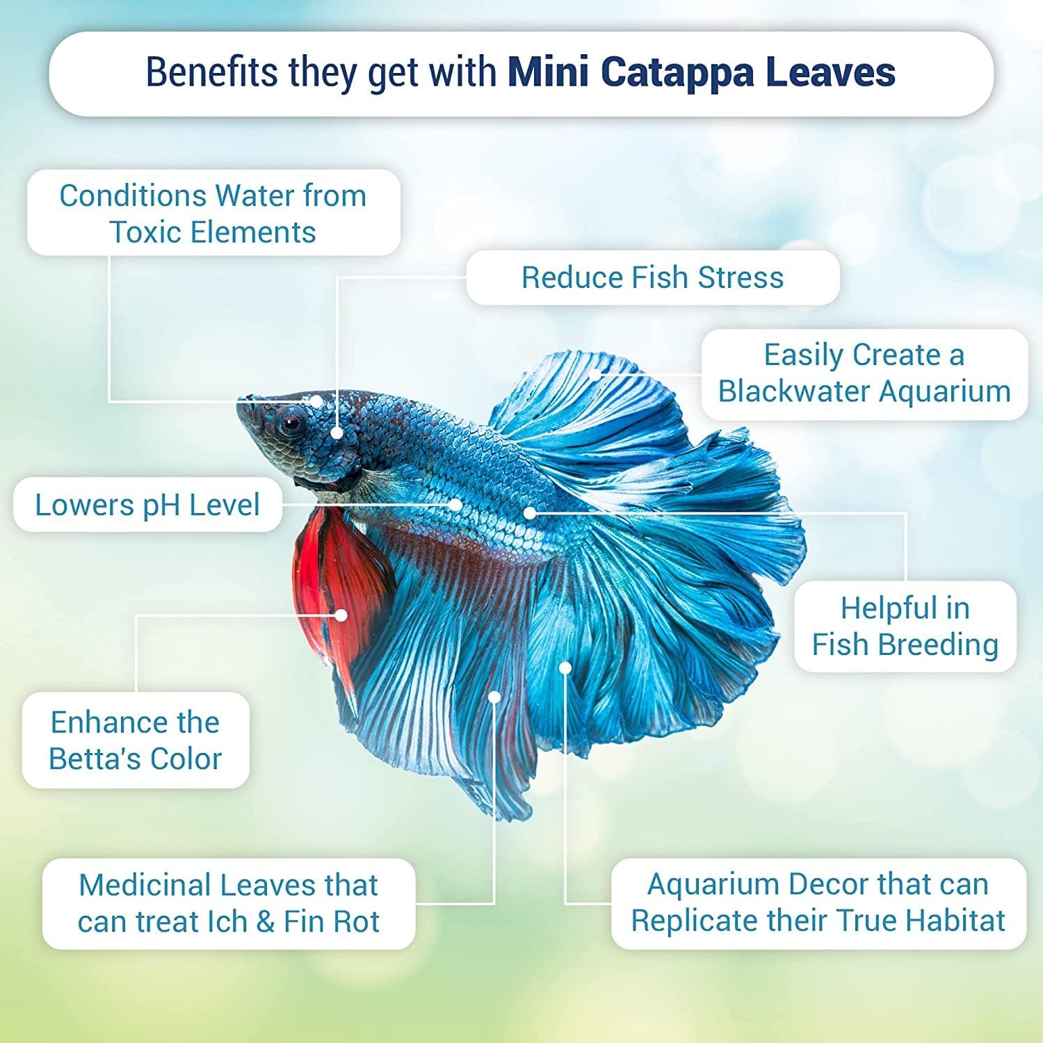SunGrow 50 pcs Catappa Indian Almond Leaves for Betta Fish Tank Aquarium, 2” Water Conditioner Leaves, Leaf Also Suitable for Shrimp, Goldfish, Guppy and Frogs