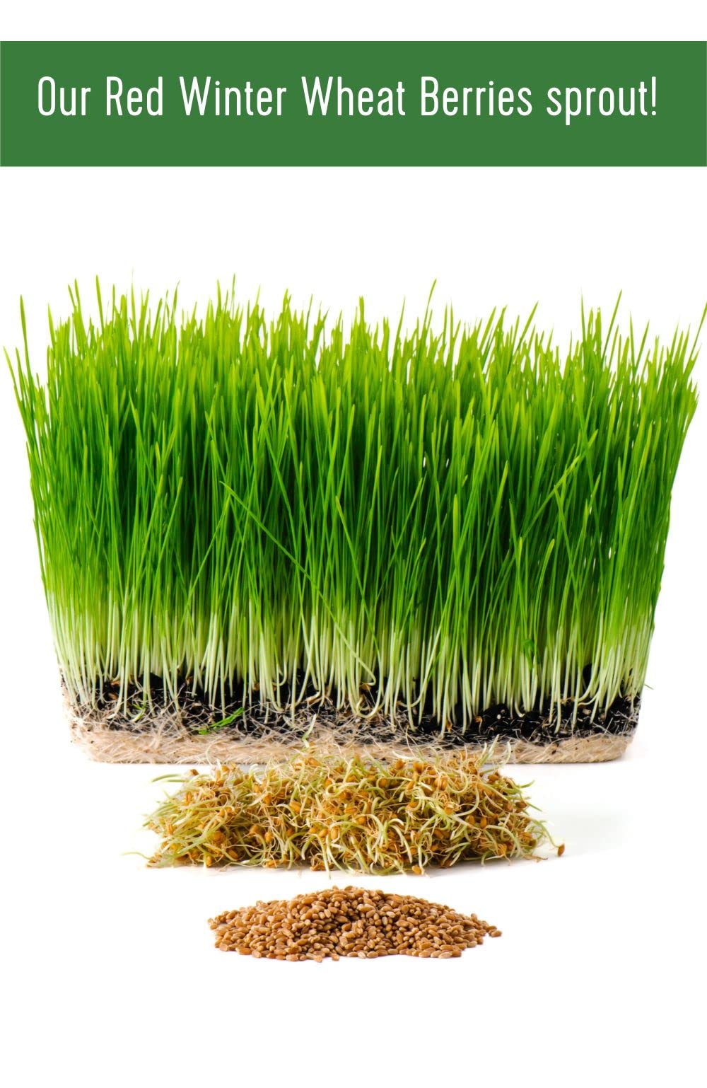 Certified Glyphosate Residue Free Hard Red Winter Wheat Berries | 5 LBS | Family Farmed in Washington State | Non-GMO Project Verified | 100% Non-Irradiated | Certified Kosher Parve | Field Traced | Burlap Bag