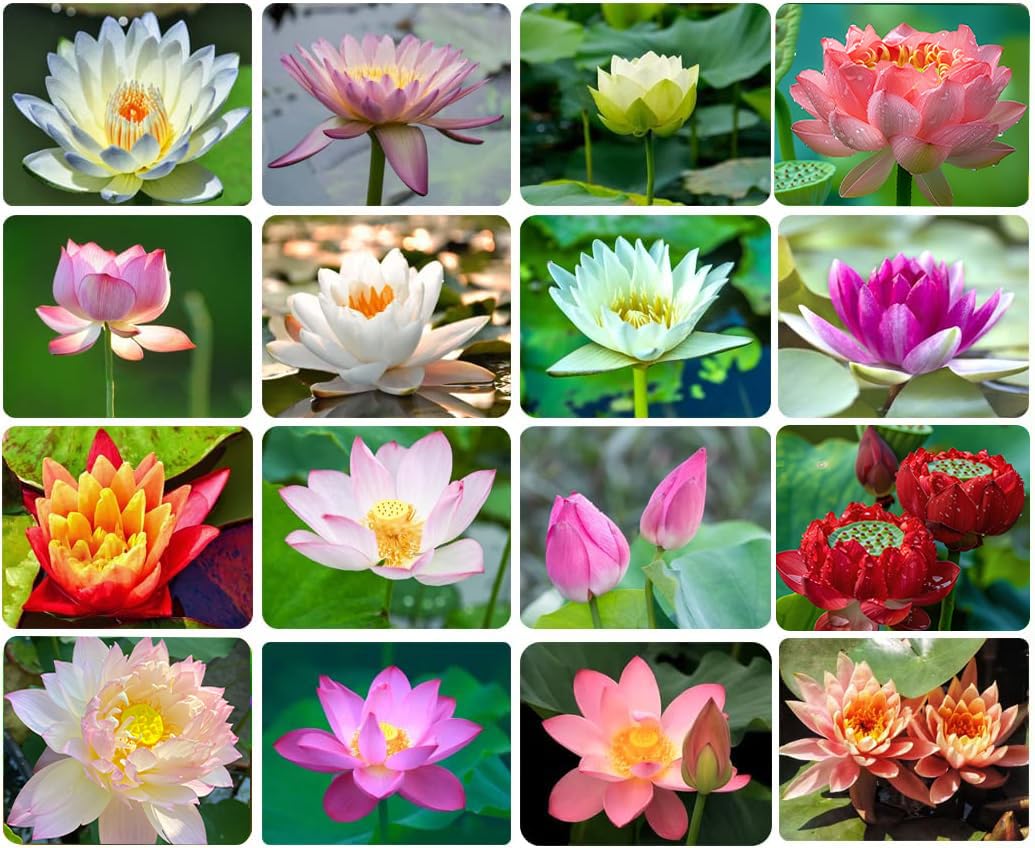 Ficoszo 30PCS Bowl Lotus Seeds Bonsai Lotus Seeds for Planting Water Lily Flower Aquatic Plants Seed Pond Plants Non GMO Home Garden Plant Seed Flowering Aquatic Bonsai Plant (Nelumbo)