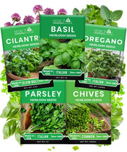 5 Herb Seeds Variety Kit, Oregano, Cilantro, Parsley, Basil, Chives