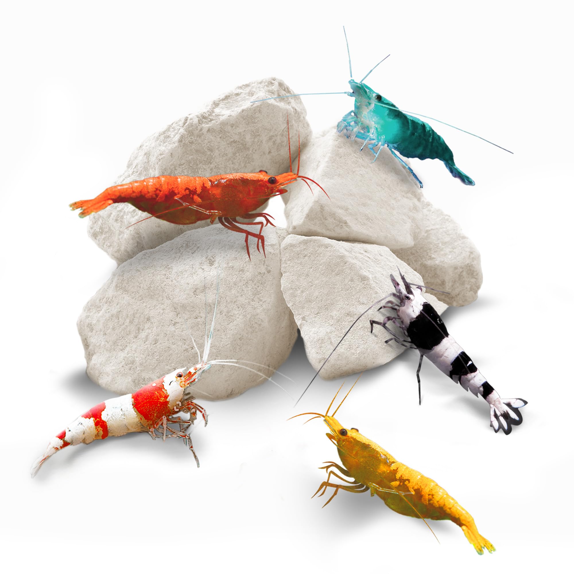 SunGrow Shrimp Rocks, Calcium, Magnesium Rocks for Crayfish, Hermit Crab, Snails, Crustacean Care, Aquarium Decor for Crystal Red, Amano and Ghost Shrimps, Nano Tank Accessories, Fish Tank Supplies