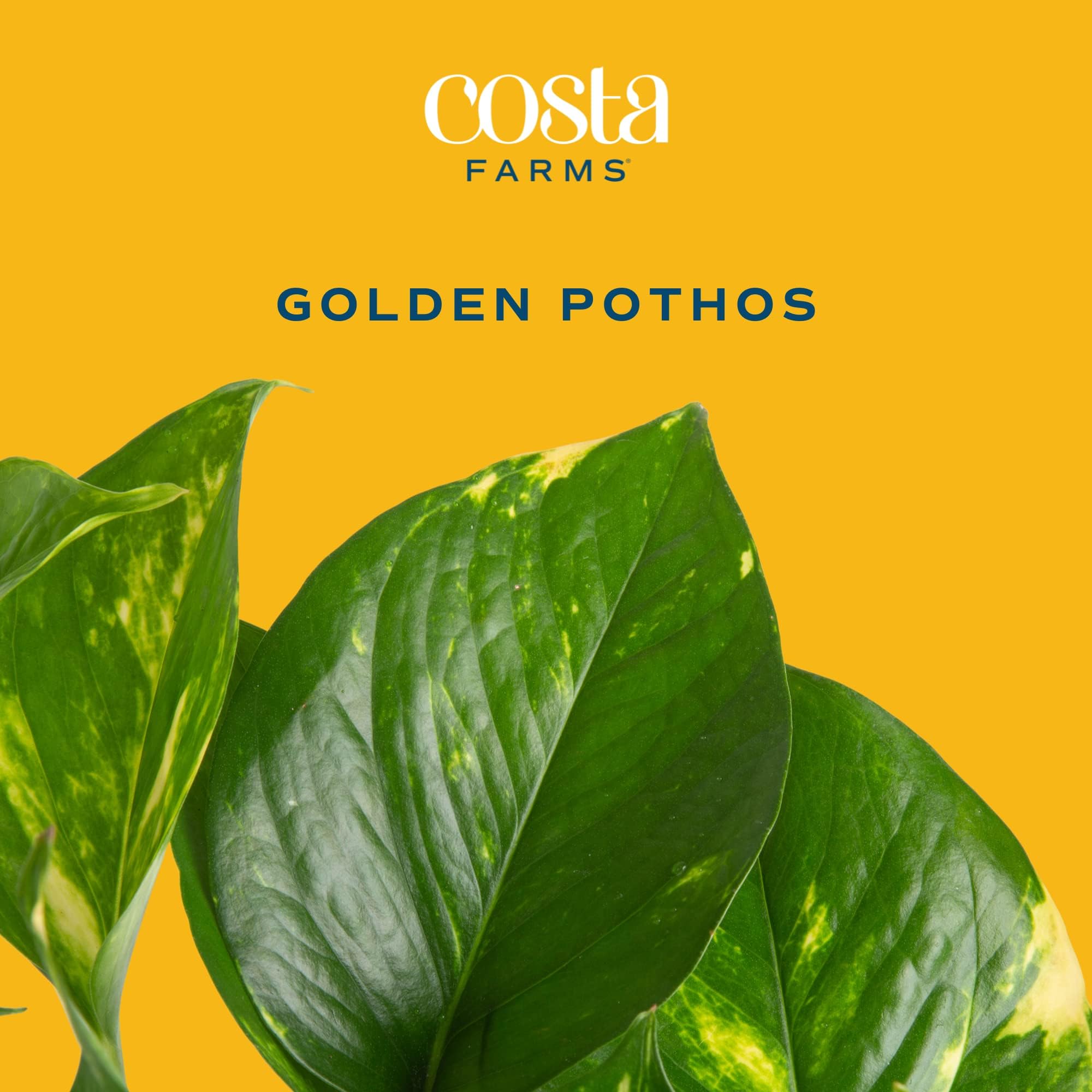 Costa Farms Golden Pothos Live Plant, Easy Care Indoor House Plant in Modern Decor Planter Pot, Potting Soil, Natural Air Purifier Houseplant, Housewarming Gift, Home Decor, Room Decor, 10-Inches Tall