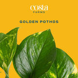 Costa Farms Golden Pothos Live Plant, Easy Care Indoor House Plant in Modern Decor Planter Pot, Potting Soil, Natural Air Purifier Houseplant, Housewarming Gift, Home Decor, Room Decor, 10-Inches Tall