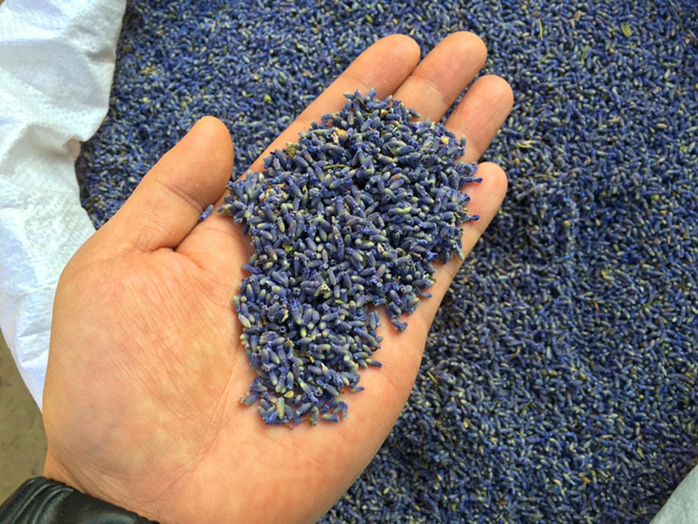 TooGet Fragrant Lavender Buds Natural Dried Flowers Wholesale, Ultra Blue Grade - 1/2 Pound