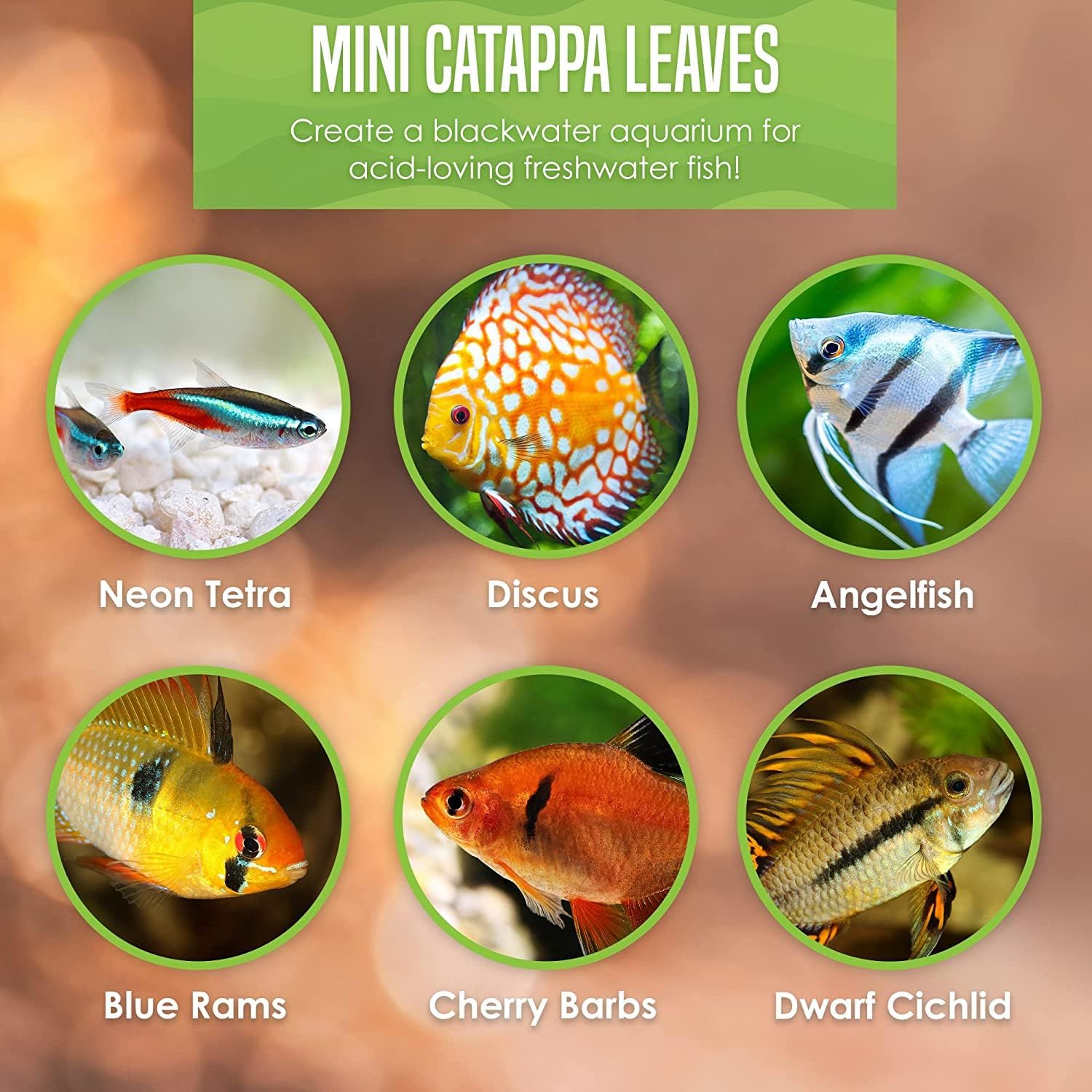 SunGrow 50 pcs Catappa Indian Almond Leaves for Betta Fish Tank Aquarium, 2” Water Conditioner Leaves, Leaf Also Suitable for Shrimp, Goldfish, Guppy and Frogs