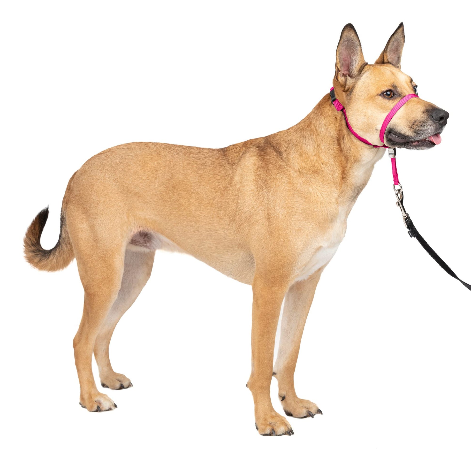 PetSafe Gentle Leader No-Pull Head Collar for Dogs, Dog Head Collar - The Ultimate Solution to Pulling, Padded Nose Loop, Quick-Snap Neck Strap, Dog Head Halter, Medium - Black