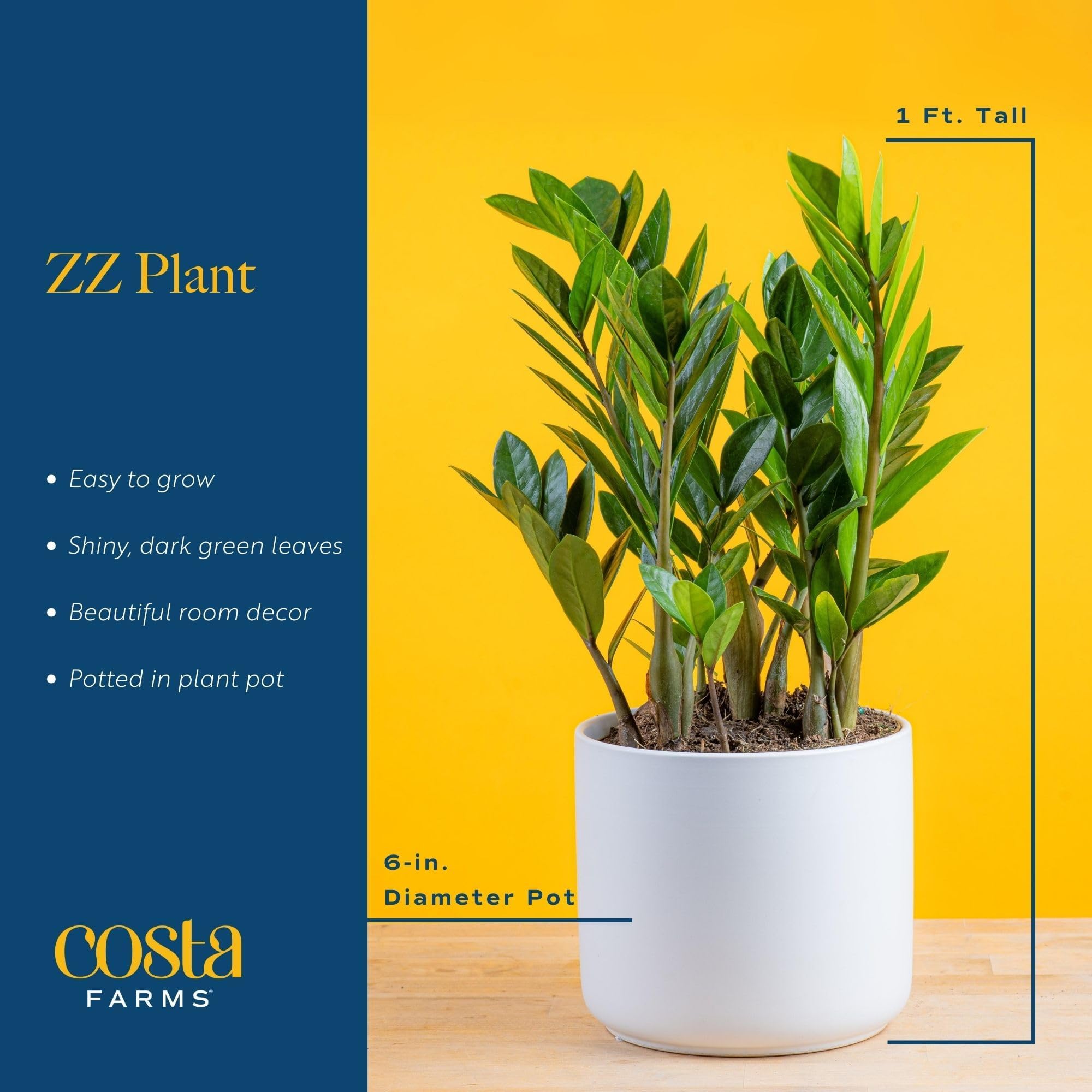 Costa Farms ZZ Plant, Live Indoor Houseplant in Modern Decor Planter, Natural Air Purifier in Potting Soil, Gift for Plant Lovers, Birthday Gift, Tabletop Living Room Decor, Desk Decor, 12-Inches Tall