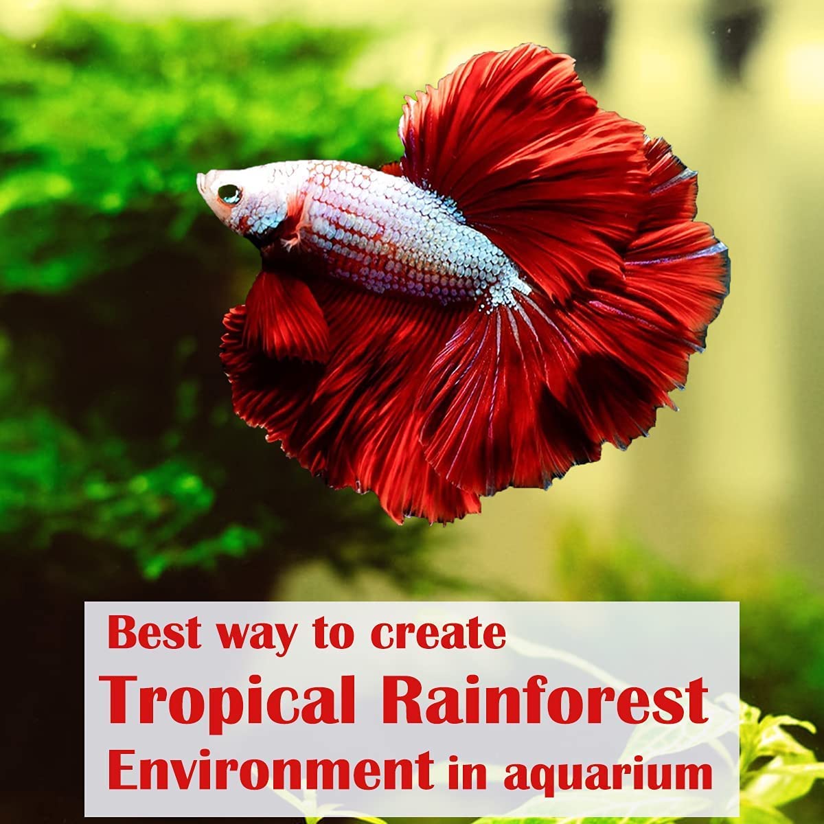 Premium Indian Almond Leave. Aquarium Decorations Size 6-9" Pack 50g(20-25 Leaves). Catappa Leaves Rich in Tannin. Superb to be Health Better, Vitality, Succesful Breeding! of Shrimp & Betta Fish Tank