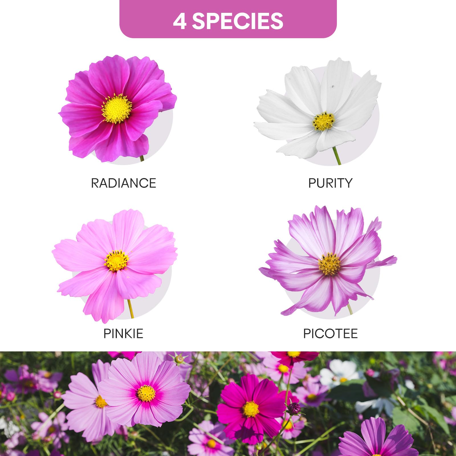 Groundio Cosmos Seeds Wildflower Mix, 1 Oz, Over 3,000 Seeds, 4 Varieties Flowers Seeds for Planting (Radiance, Purity, Pinkie, Picotee), Garden Seeds Open Pollinated Bulk