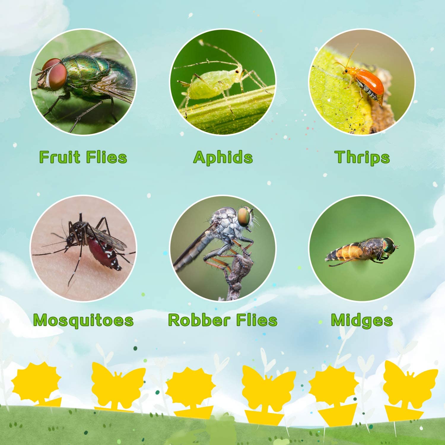 Fruit Fly Traps Fungus Gnat Traps Yellow Sticky Bug Traps 36 Pack No Harm and Odorless for Indoor Outdoor Use Protect The Plant