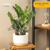 Costa Farms ZZ Plant, Live Indoor Houseplant in Modern Decor Planter, Natural Air Purifier in Potting Soil, Gift for Plant Lovers, Birthday Gift, Tabletop Living Room Decor, Desk Decor, 12-Inches Tall