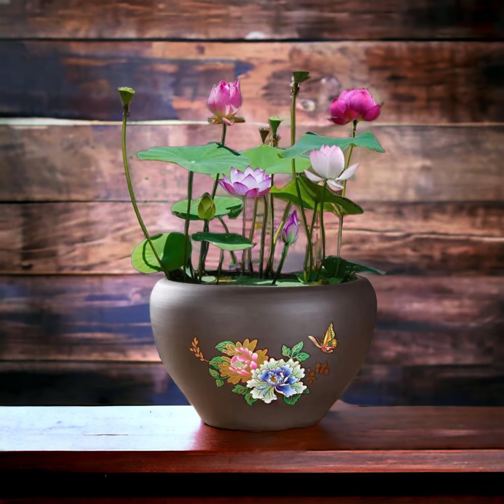 10pcs Mixed Pink, Red & Green Color Bowl Lotus Seeds for Planting Beautiful Water Plants for Indoor Bonsai, Outdoor Ponds and Gardens Water Lily Seeds