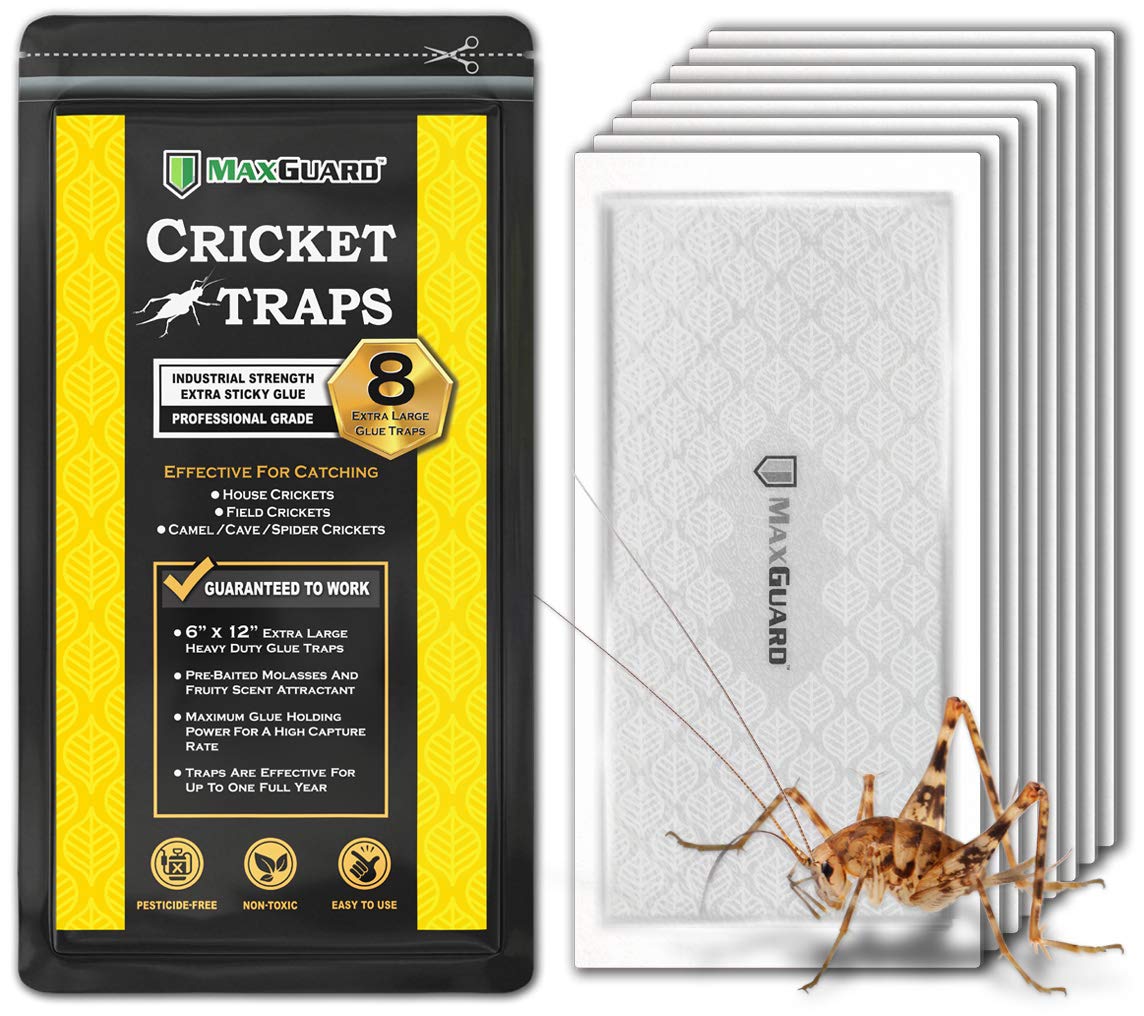 MaxGuard Extra große Grillenfallen (8 Fallen) | Ungiftige, extra klebrige Klebefalle, vorbeködert, Grillen-Lockstoff-Falle & Tötungshaus für Grillen, Insekten, Spinnen, Wanzen
