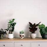 READAEER Skull Bowl Resin Skull Shaped Planter Flower Pot Candy Bowl for Home Office Indoor Desk Decorations - White