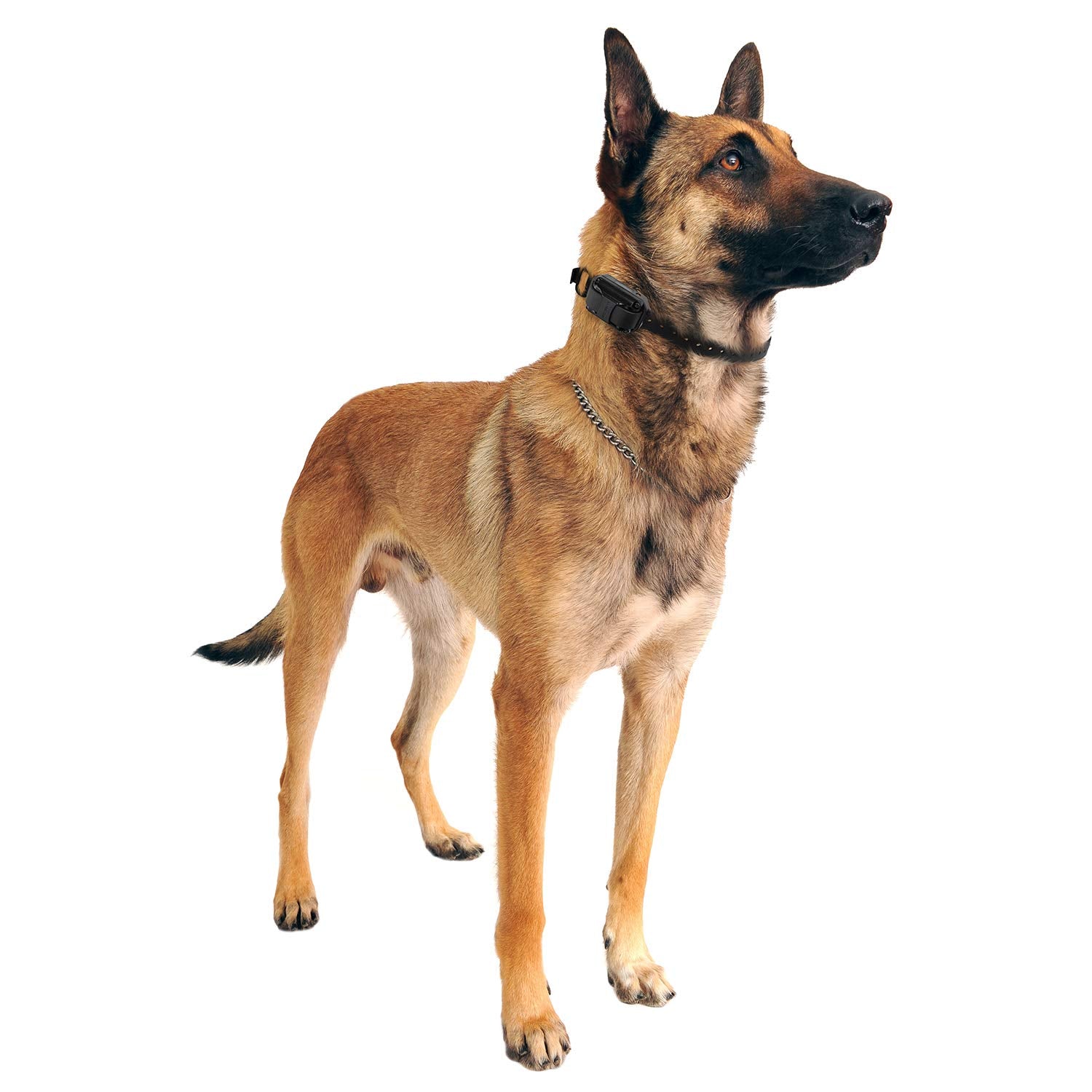 Educator CPAD-011 Dog Training Collar Receiver Contact Pad, Improves Contact, Reduces Irritation and Skin Sensitivities, Winged Ultra Comfort Brass For Dogs with Long Thick Hair, Double Coat